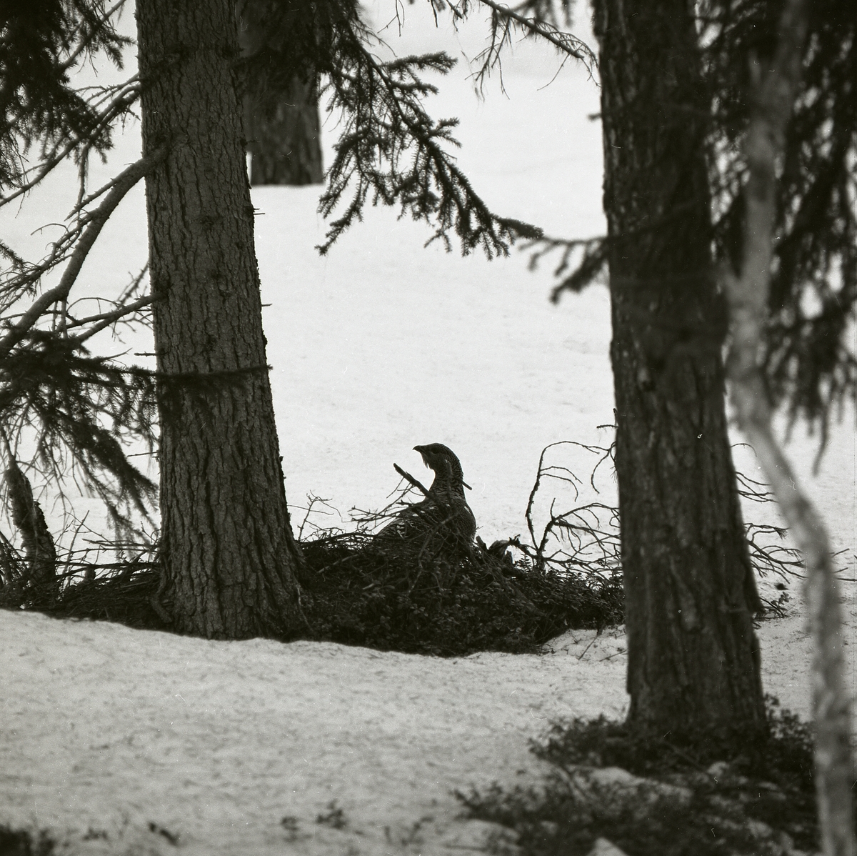 Tjäderhöna sitter på marken vid en granstam i en skog, Härjedalen.