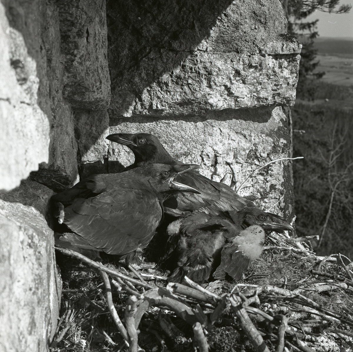 Närbild av korpungar i bo på en klipphylla i maj 1962.