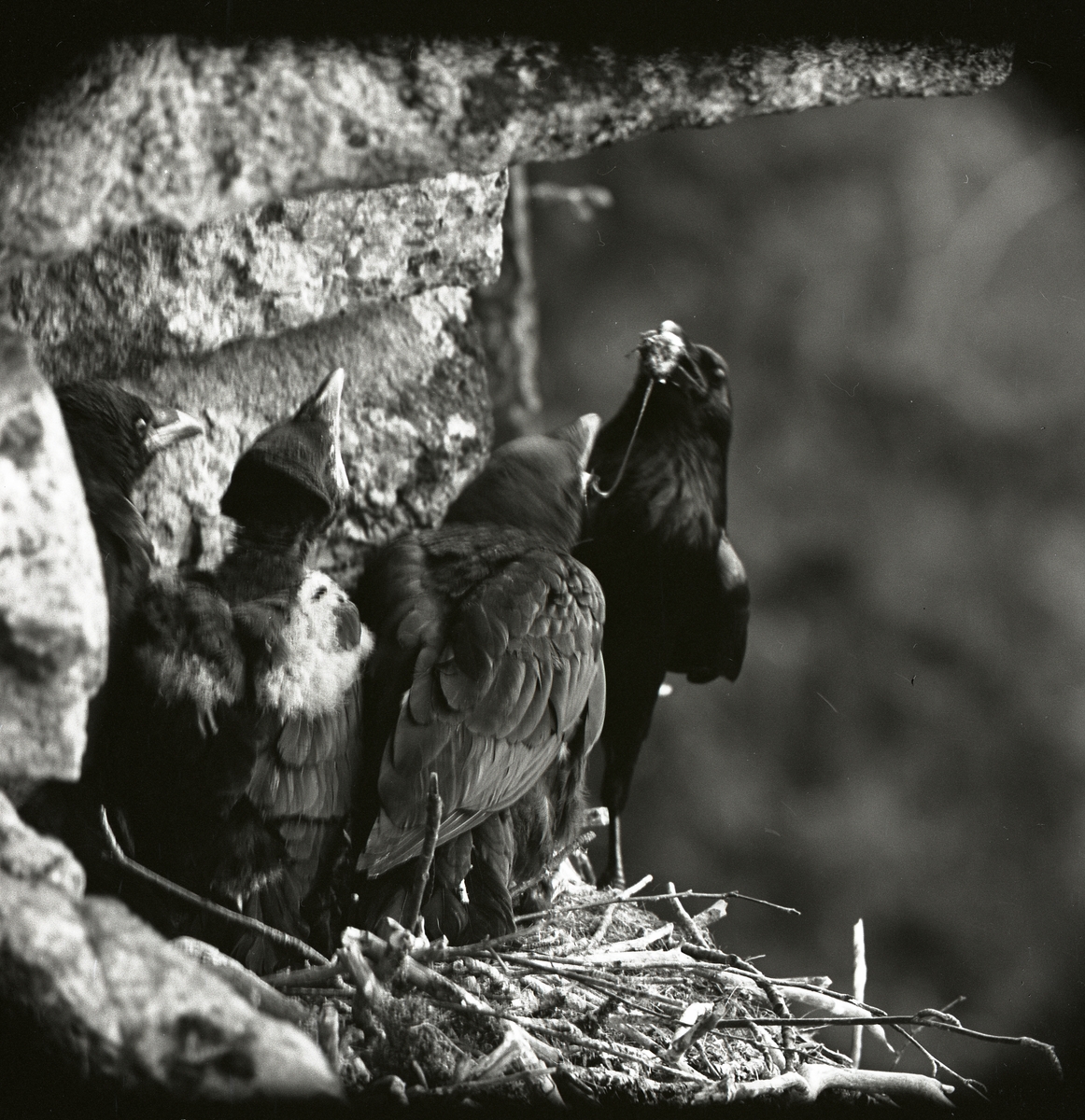 Korpungar matas i bo på ett klippblock, Gruvberget i maj 1962.