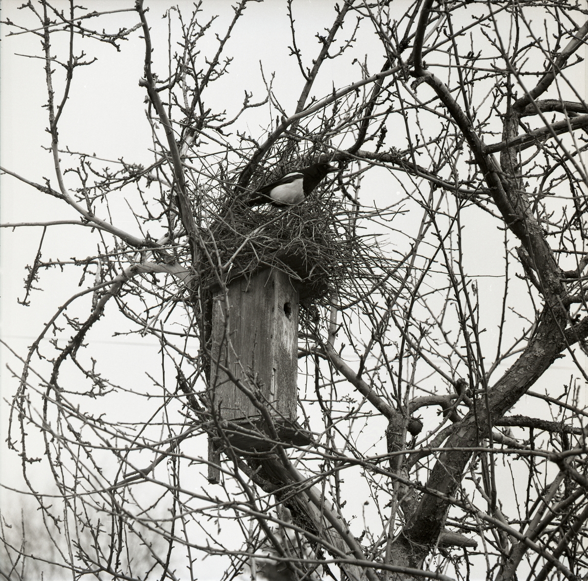 En skata har byggt bo ovanpå en fågelholk under vintern 1961-1962.