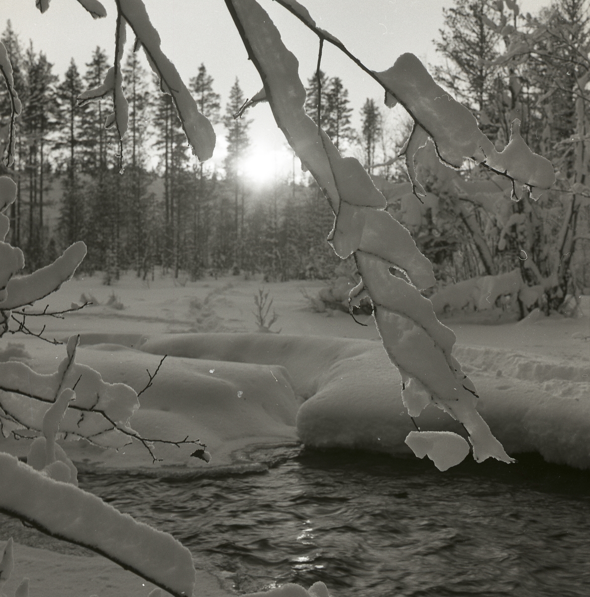 Snö och sol på trädgrenar en solig dag 1960.
