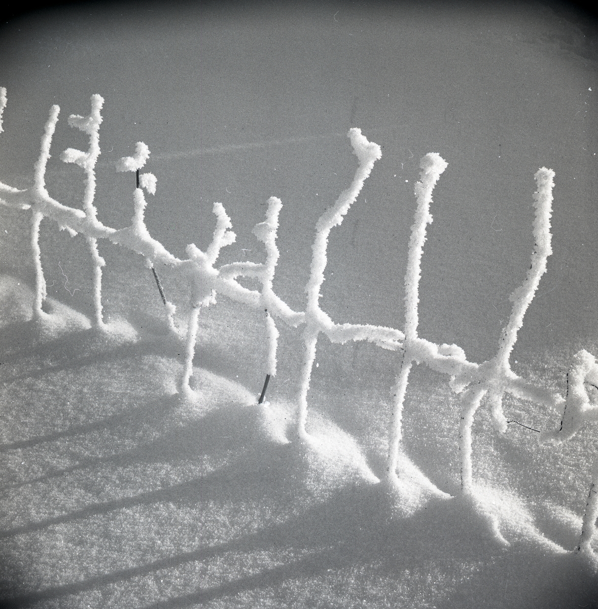Hallonbuskar i snö en solig dag vintern 1948.