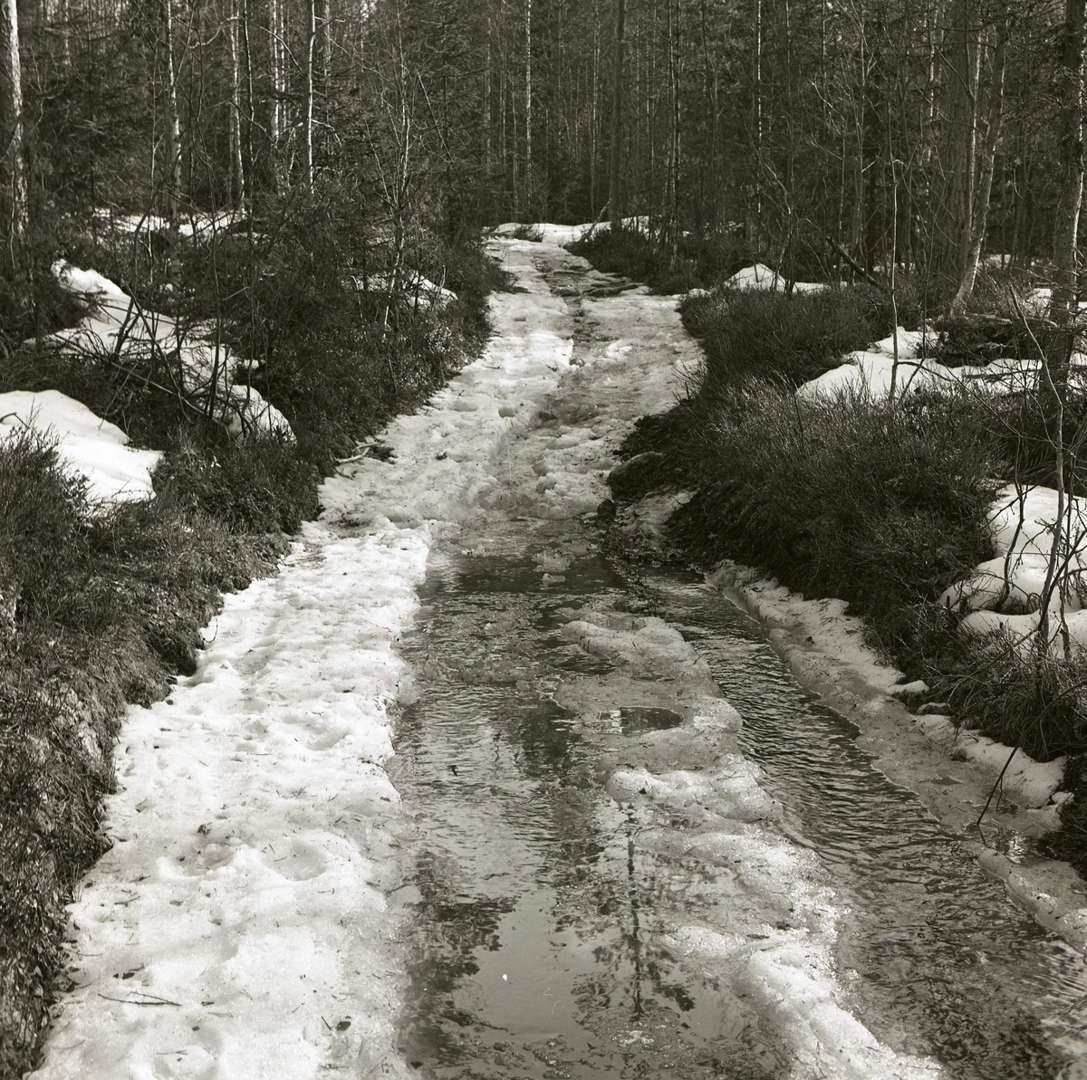 En skogsväg liknar en bäck under snösmältningen i april 1963.