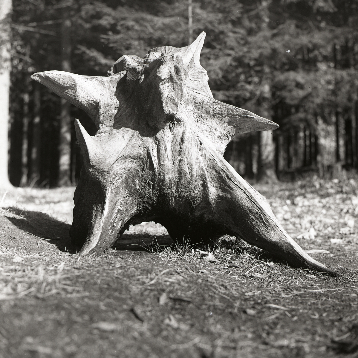 En stor stubbe formad som en björn framför en skog.
