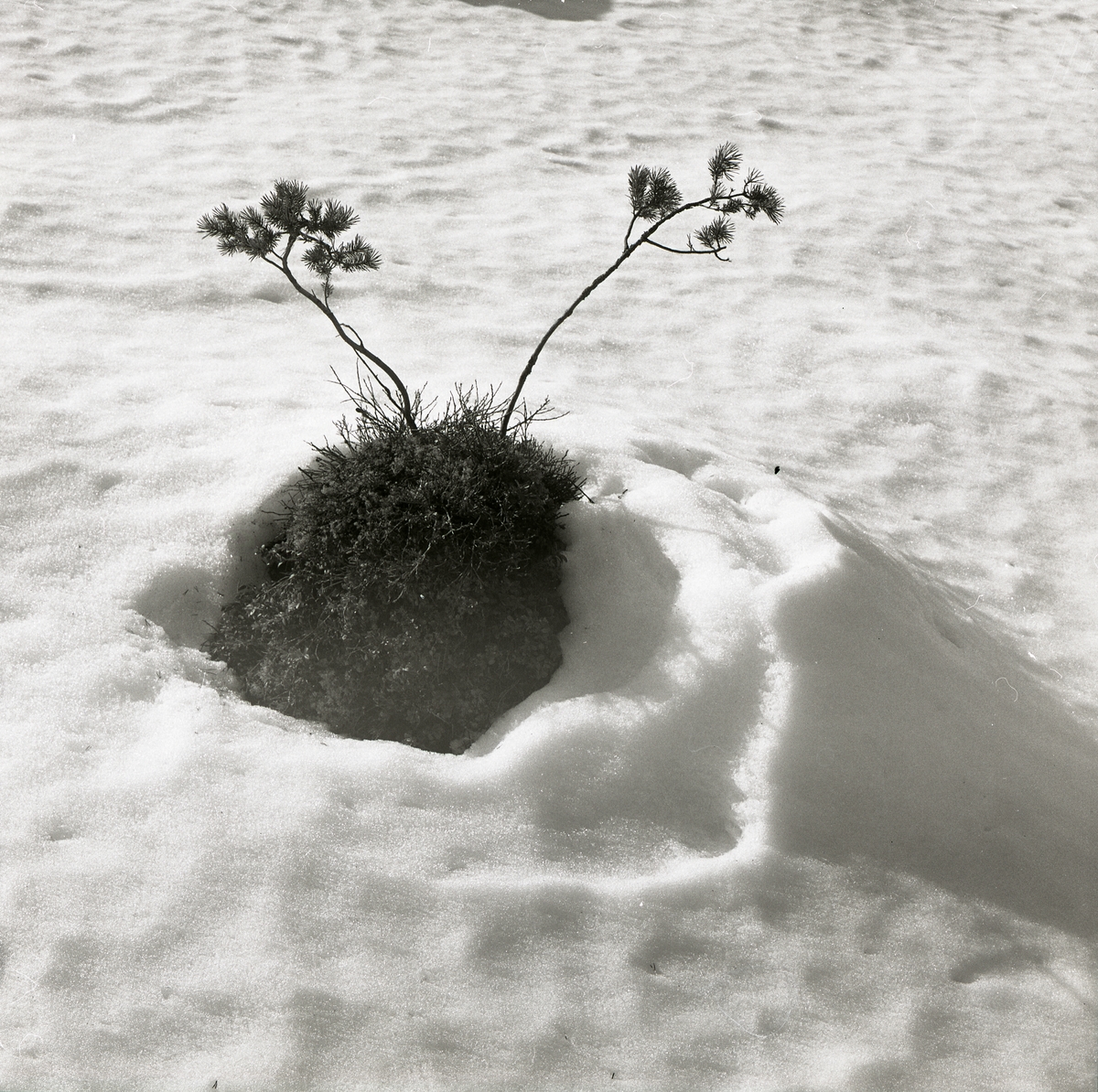 Två små tallar växer på en grästuva och sticker upp ur snön vid Stråsjön, april 1978.