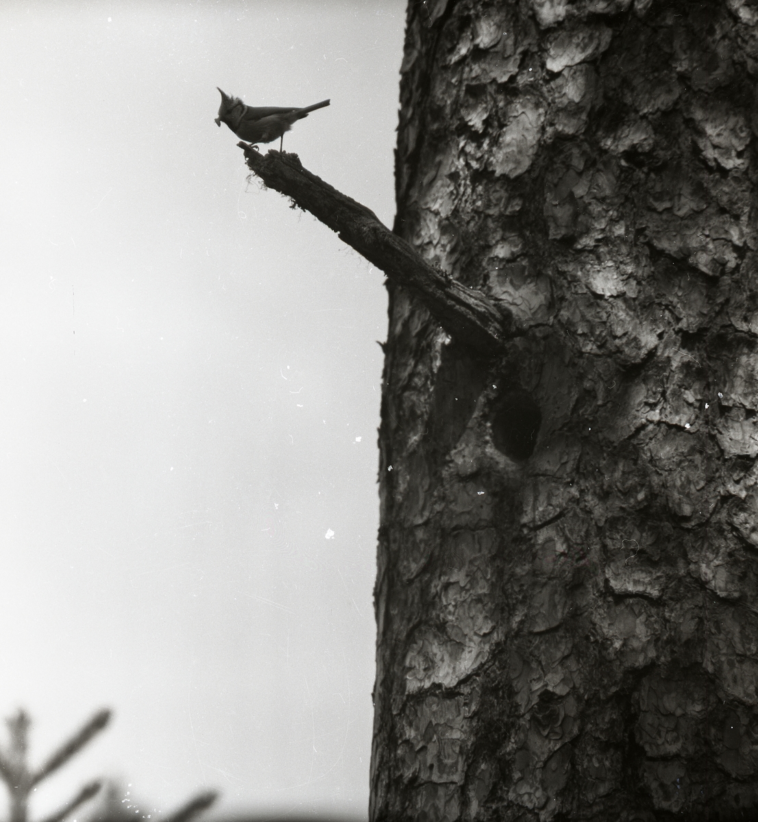 En tofsmes sitter på en gren vid Storsjön i Rengsjö den 1 juni 1957.