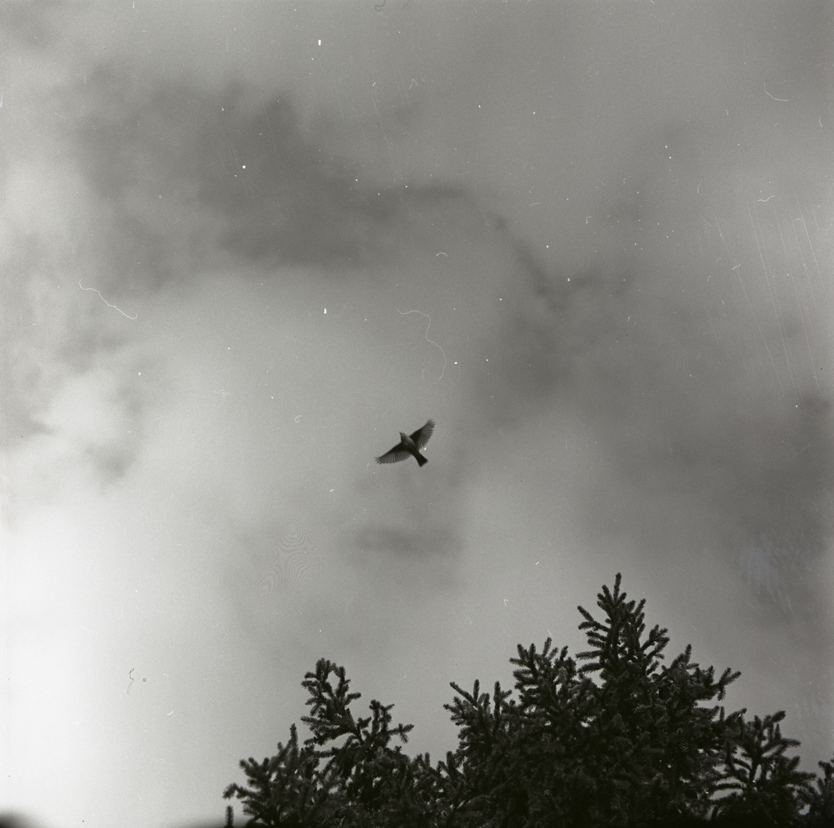 En trädpiplärka flyktspelar och flyger från en trädtopp, maj1962.