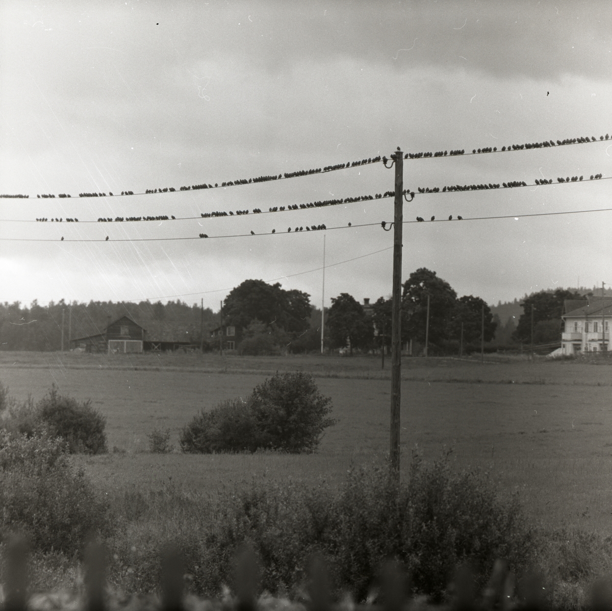 En flock starar sitter på elledningar vid Säversta, augusti 1957.