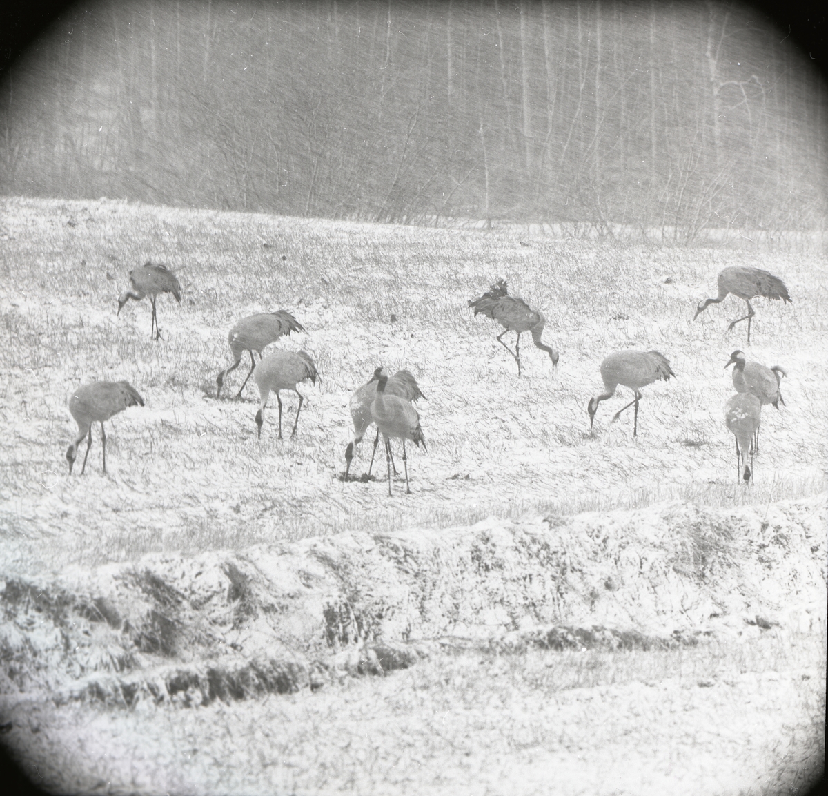 En flock tranor står på en åker och äter, 17 april 1967.