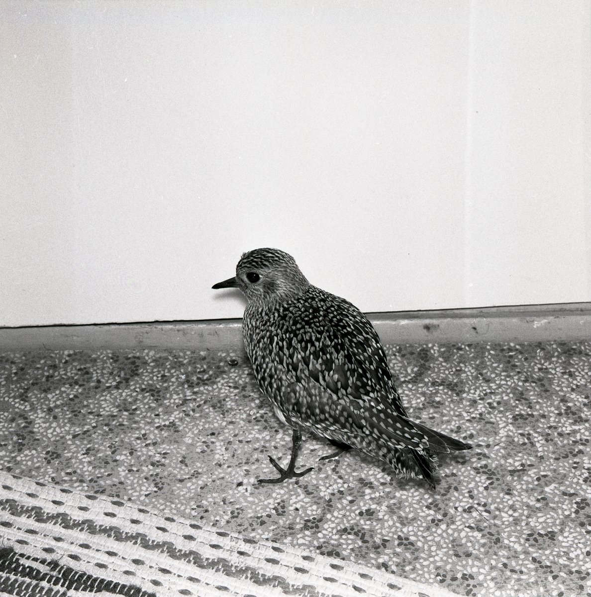 En skadad ljungpipare står inomhus intill en matta, hösten 1963.