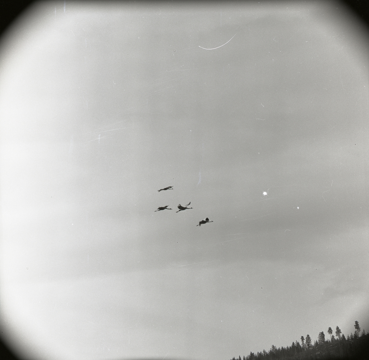 Fyra tranor flyger, juni 1962.