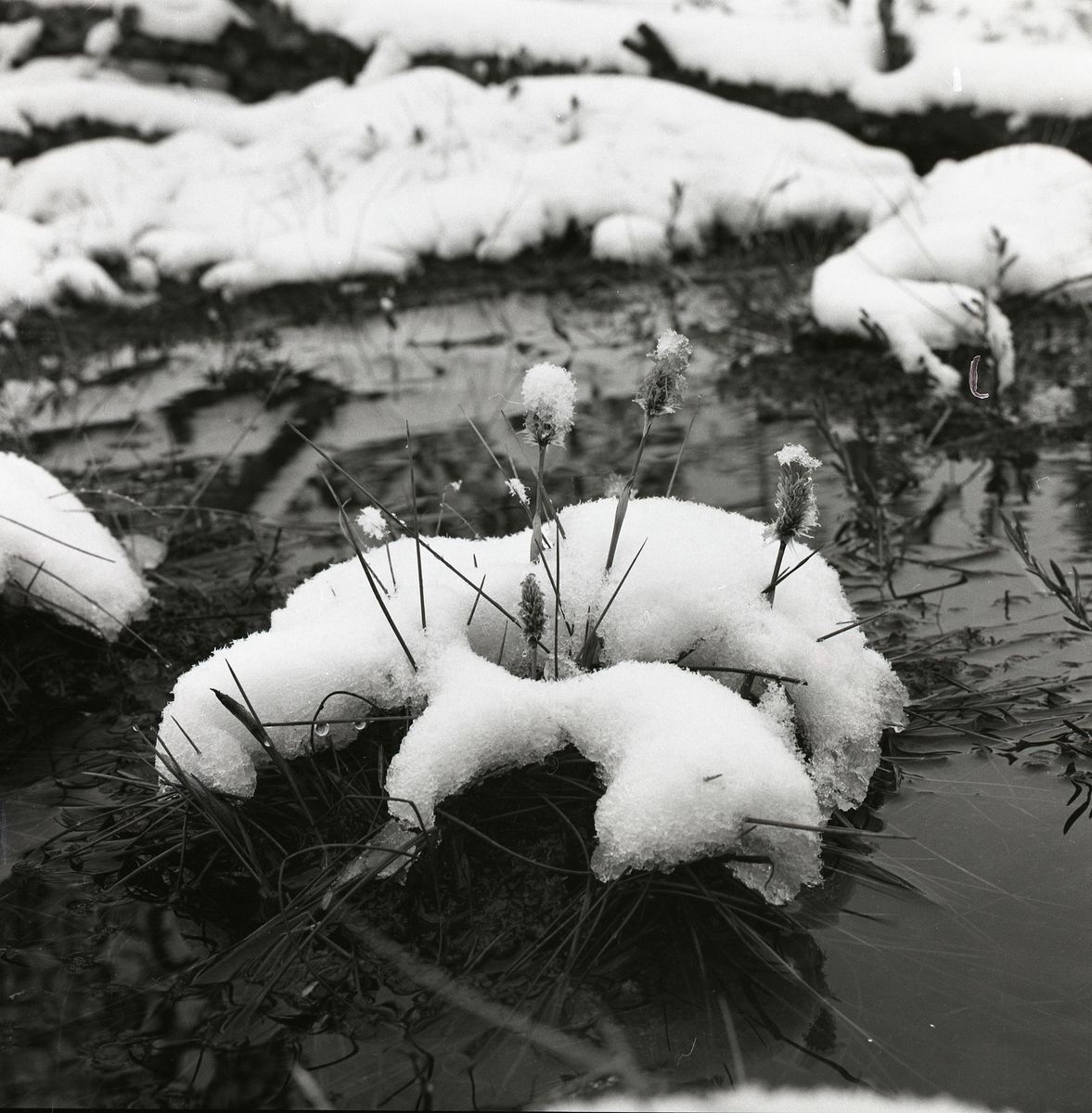 Tuvull i snö och vatten ute på en myr, Degeln 19 mars 1961.