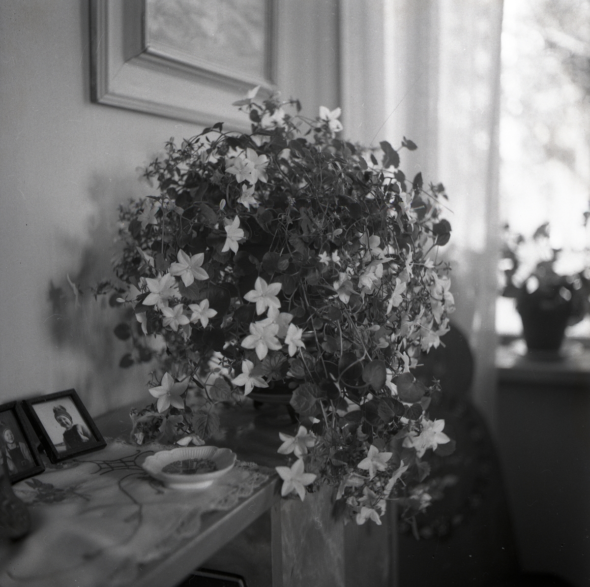 Vita blommor i Adelé och Hildings kammare, 13 september 1952.