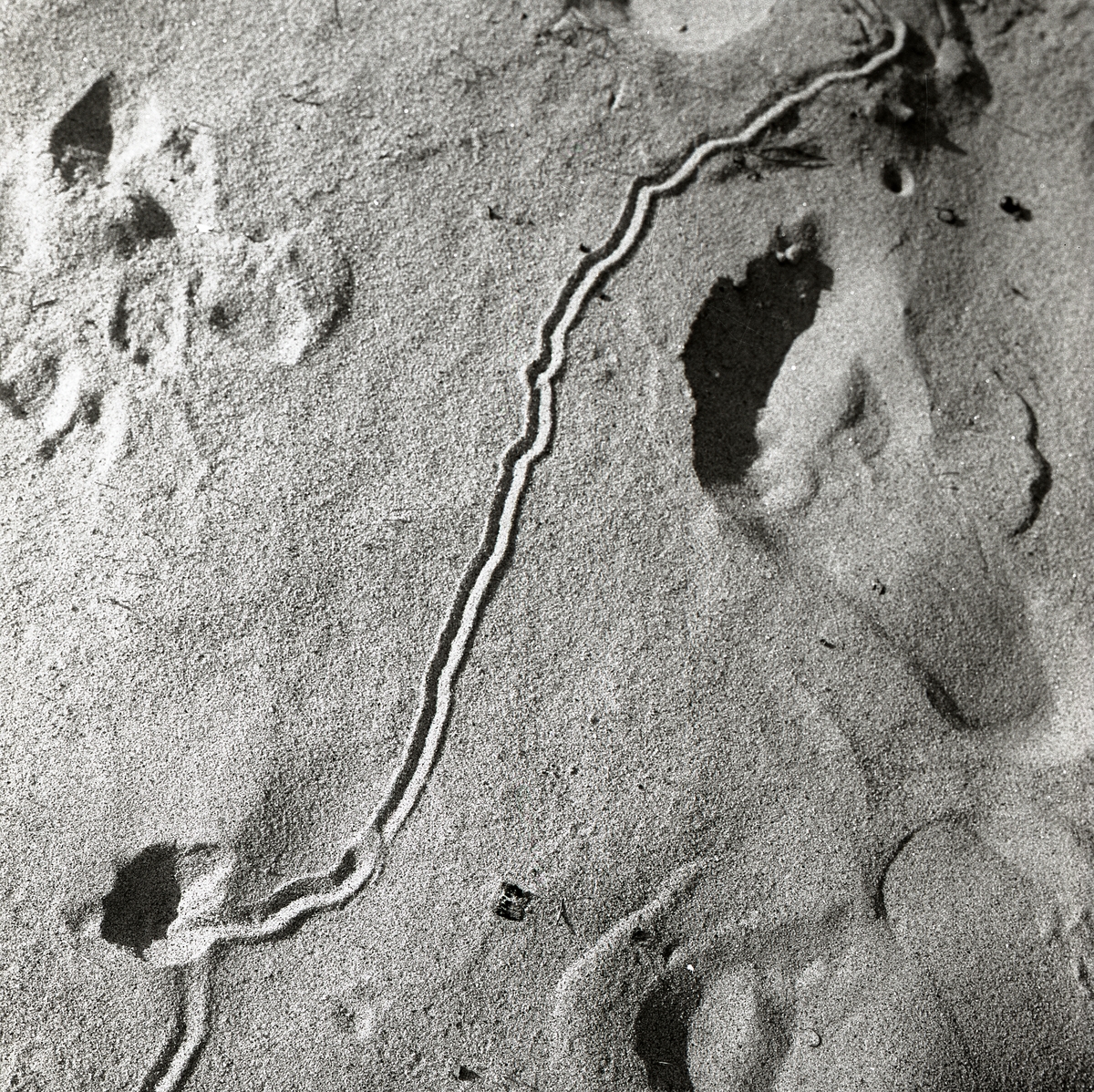 Myrlejonets fångstgropar och spår i sanden, augusti 1959.
