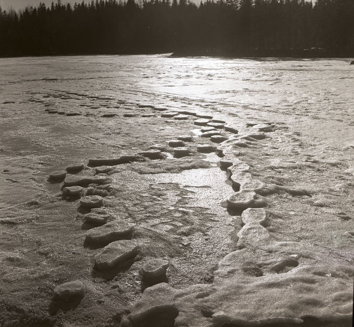 Höga spår på isen vid en skog. Solen står lågt. Hälsen 25 april 1963.