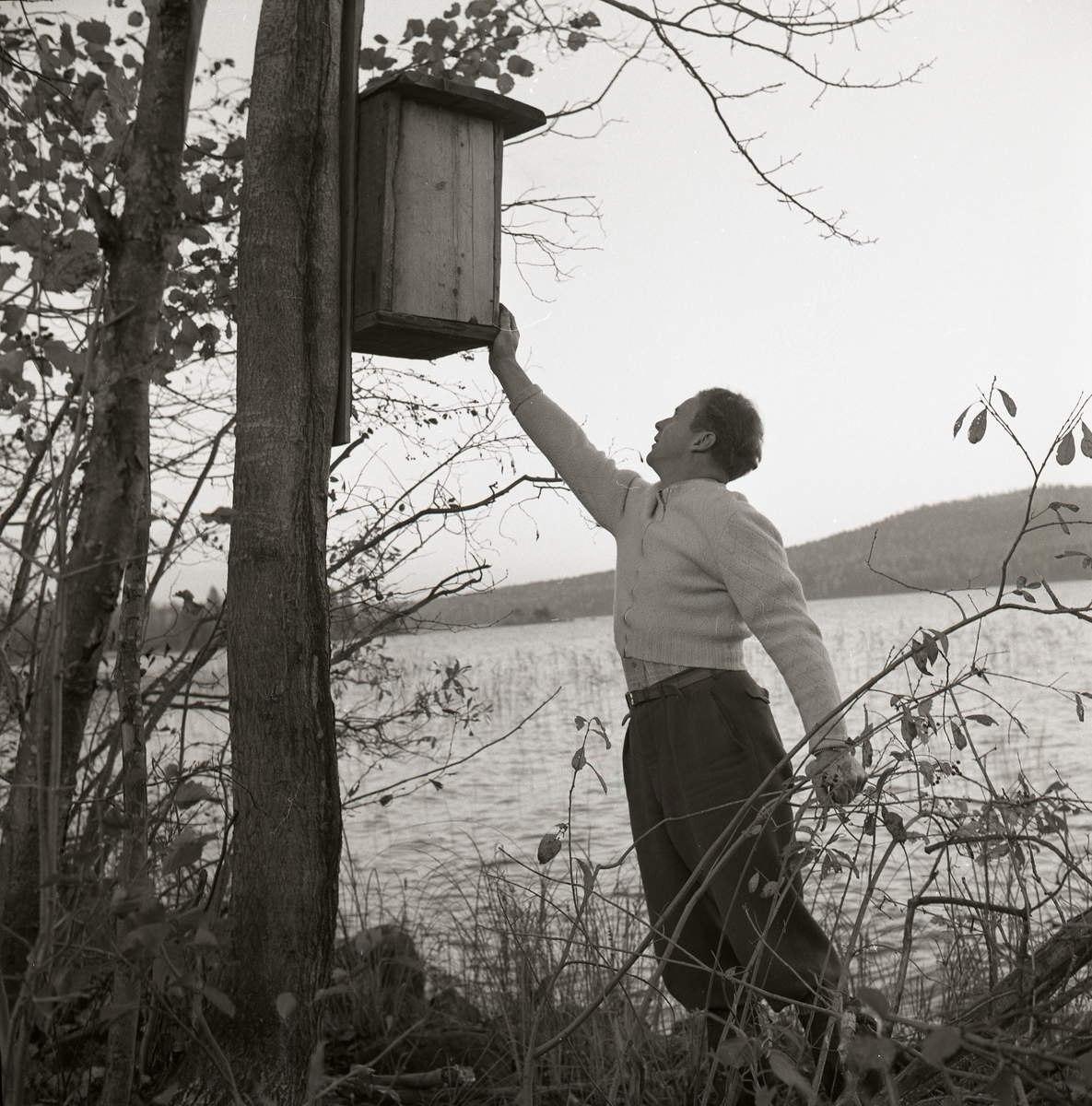 En man sträcker sin hand upp mot en fågelholk som sitter på en trädstam. Fågelholken sitter intill en sjö vid Hamnäs, 14 oktober 1958.