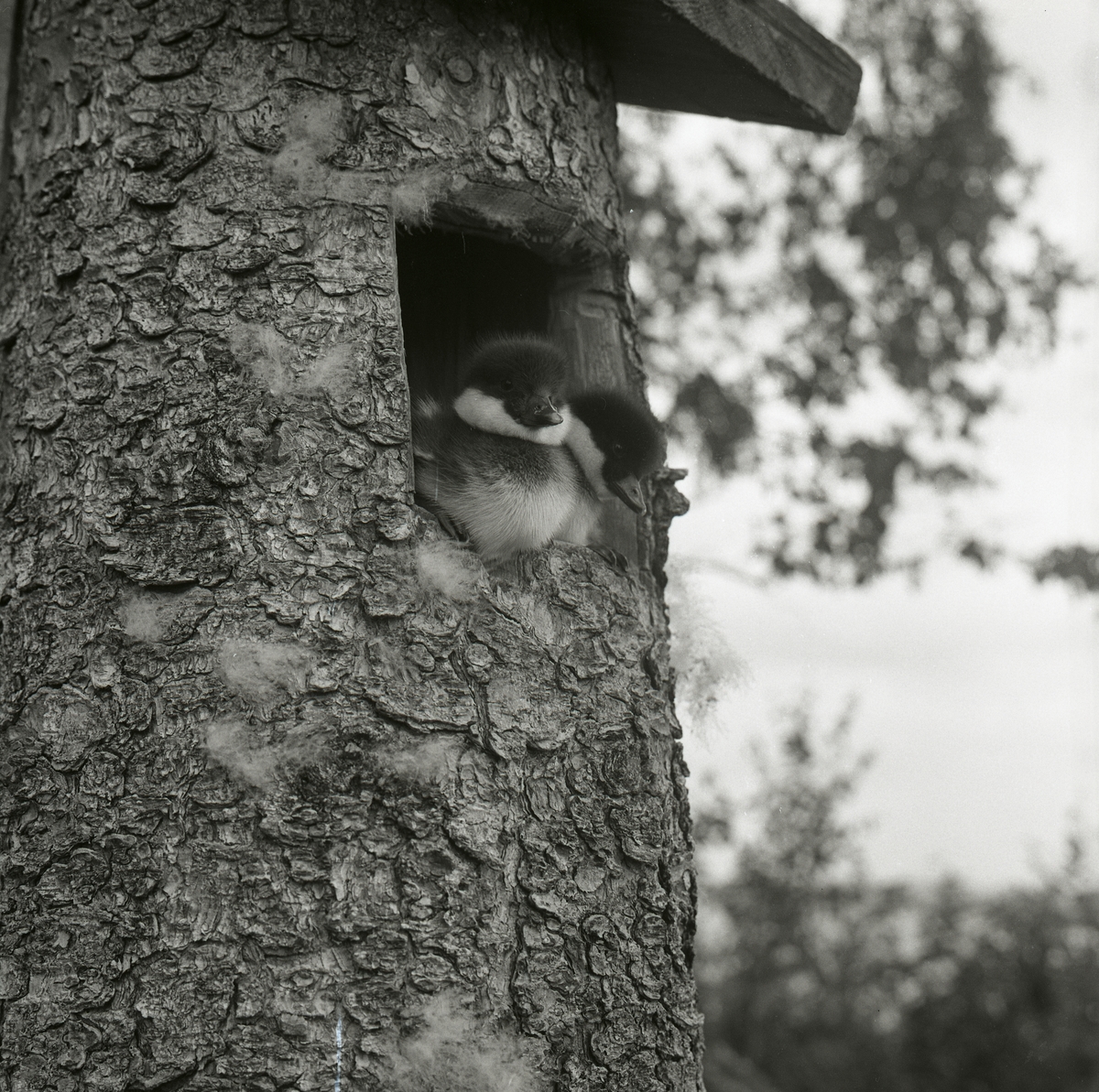 I en fågelholks öppning sitter två knipungar och tittar ut, Hamnäs den 7 juli 1966.