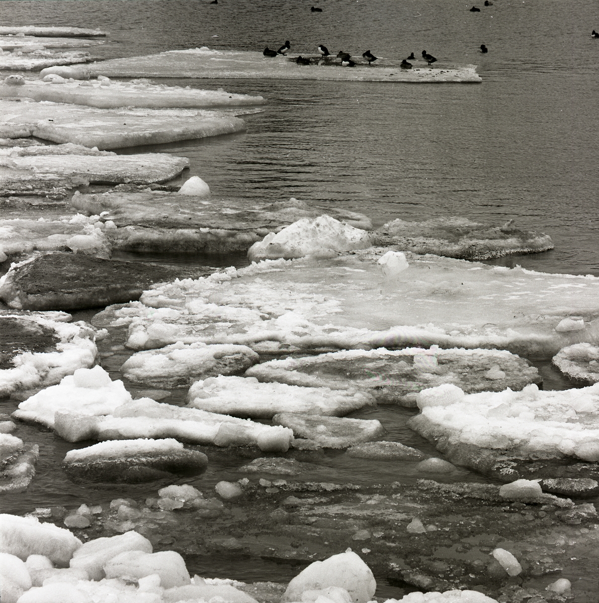 En grupp fåglar står på ett isflak i Kivik, 1963.