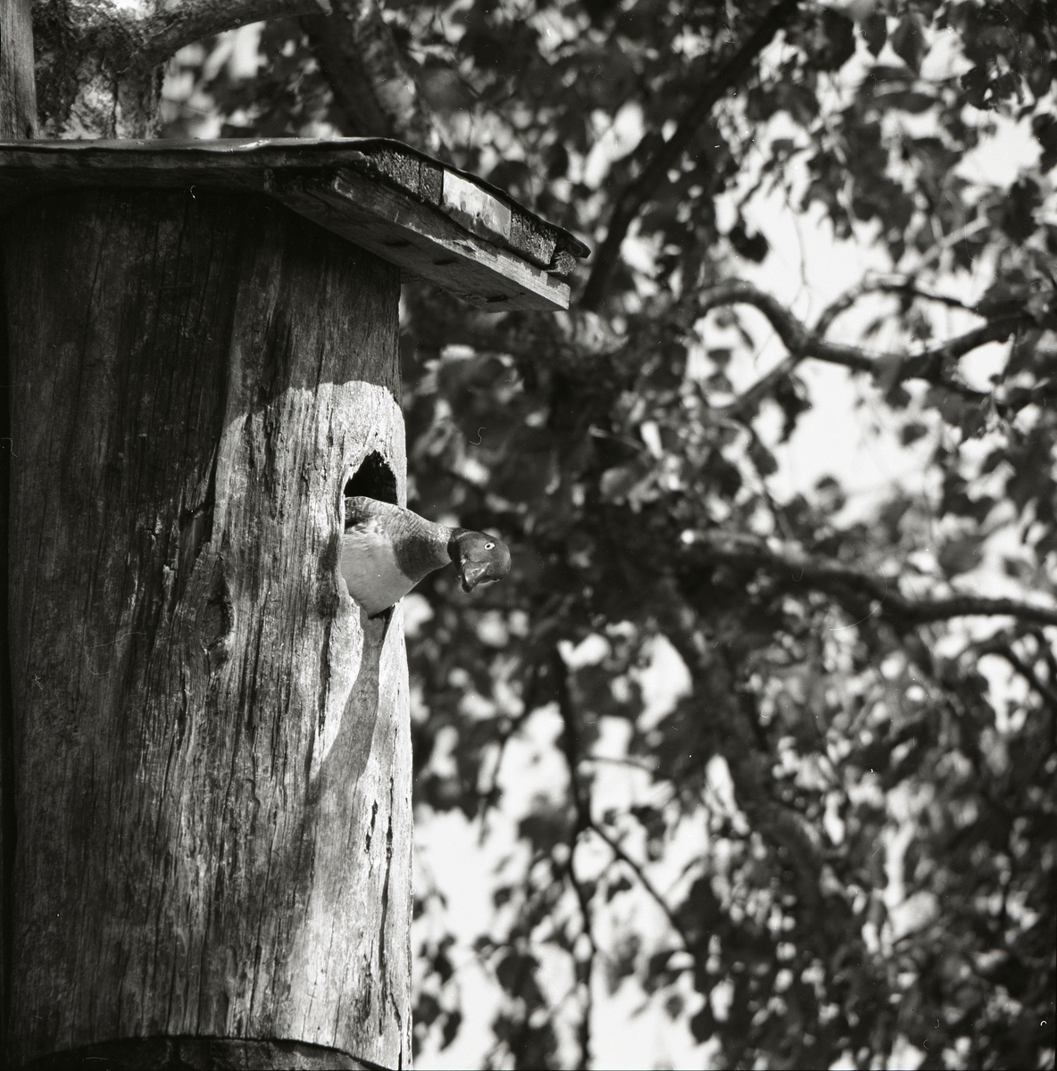En knipa tittar ut genom en fågelholk som är uppsatt på en björk, 12 juni 1972.