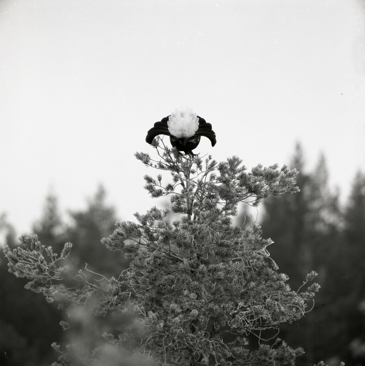 En orre sitter i en trädtopp med stjärnfjädrarna i vädret, 19 april 1978.