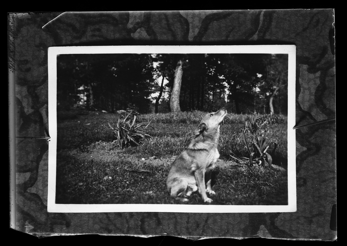 Reprofotografi av en bild på en hund. I fotografens egna anteckningar står det "Rep. f. Västgöta Magasinet".