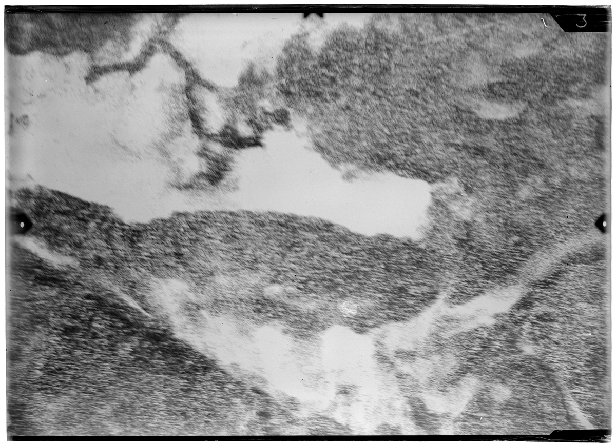 Flygfotografi av landskap kring Märkäjärvi i norra Finland under finska vinterkriget, 1940. Spaningsbild över skog tagen av flygare vid F 19, Svenska frivilligkåren i Finland.