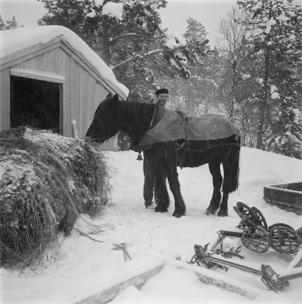 Skogstue ved Øvergårdsvatnet i Grane. Skogstua står fremdeles.
Mannen på bildet er Knut Eriksen med hest som spiser høy. 
Bygget i bakgrunnen er en garasje for traktor, der det var vedovn for lettere start i frosten.
Fotograf: Ingulf Ingulfsen, 1962
Mann med hest som spiser høy. Slede og truger.
