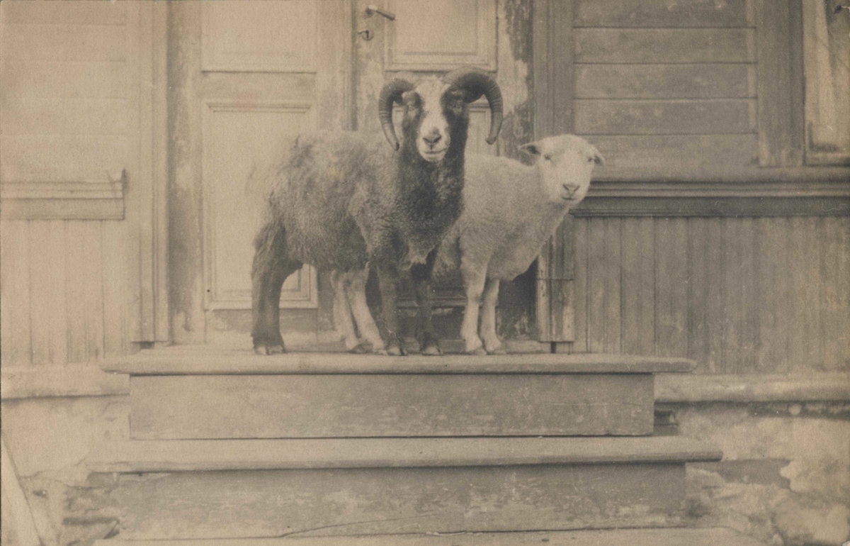 Sauer på trappa foran hus i Vadsø. 1917-1918