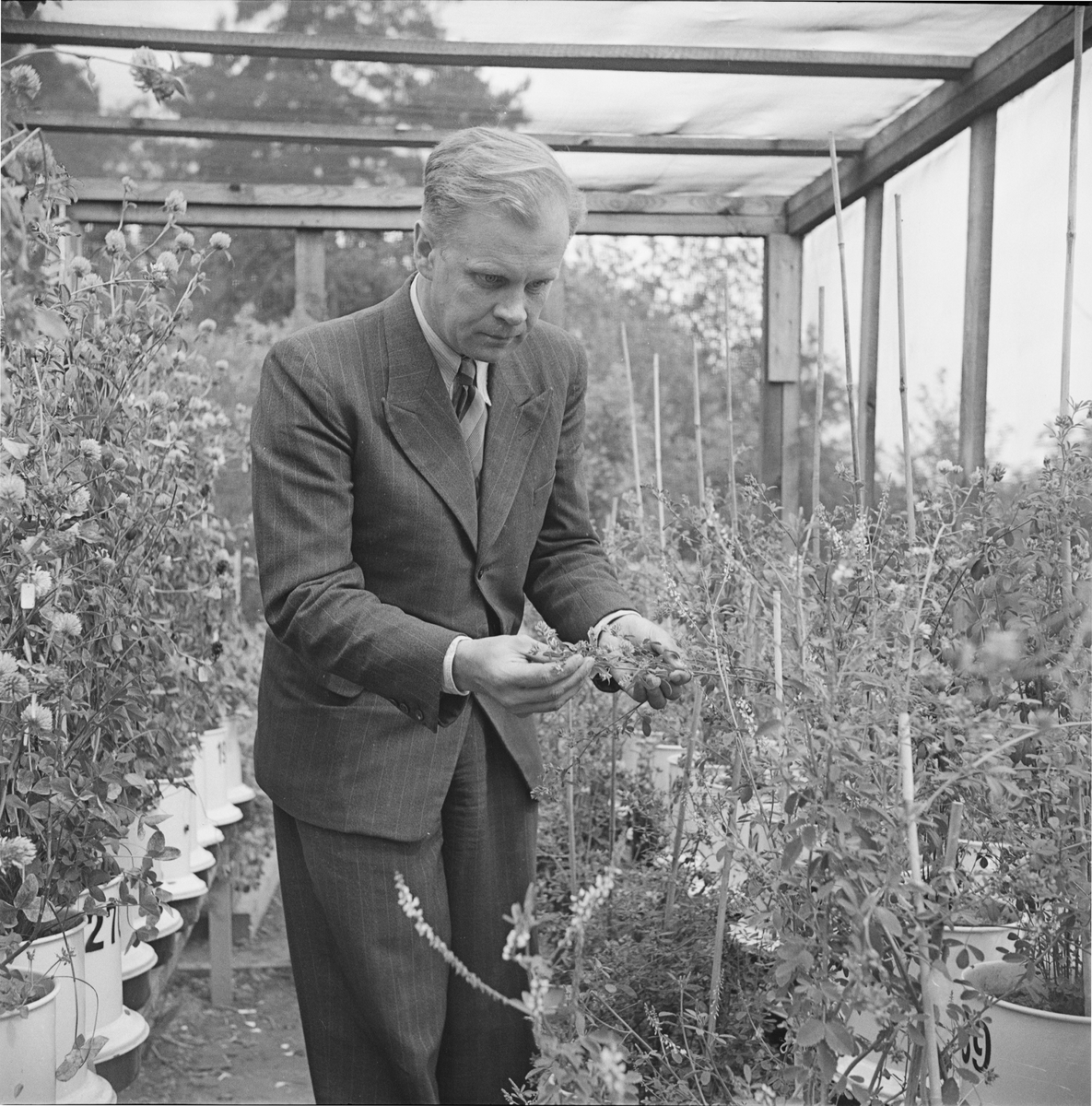 Docent Erik Åkerberg i växthus, Uppsala 1947