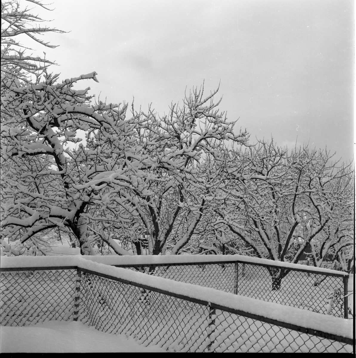 Vinterlandskap. Snötyngda träd bakom en inhägnad med stängsel.