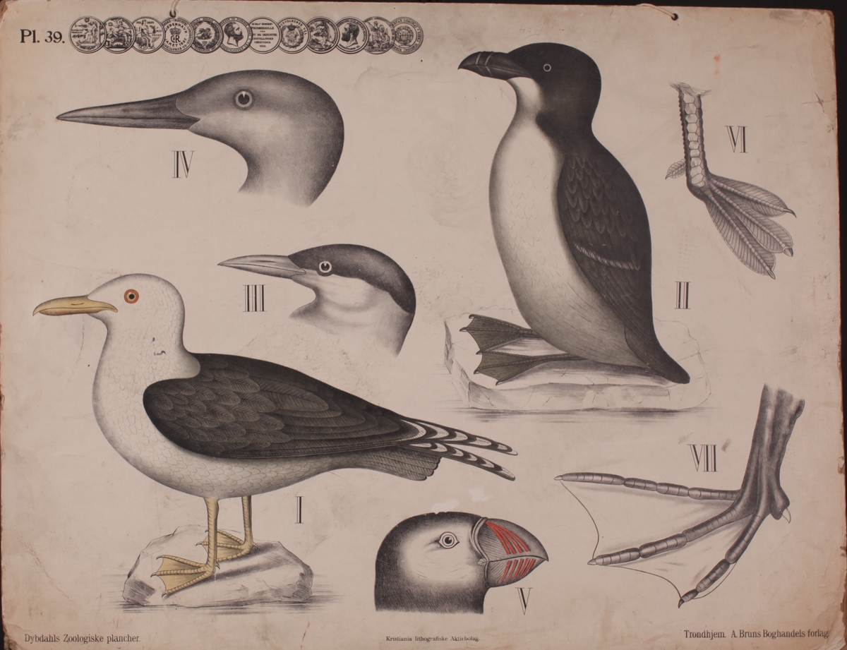 Motivet viser forskjellige sjøfugl i helfigur og detaljer av føtter og ansikt.