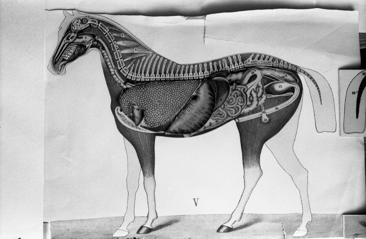 Serie på 41 bilder som viser tegninger av hesters indre og ytre organer og anatomi. Tegningene skriver seg fra ett eller flere eldre magasiner og/eller bøker.