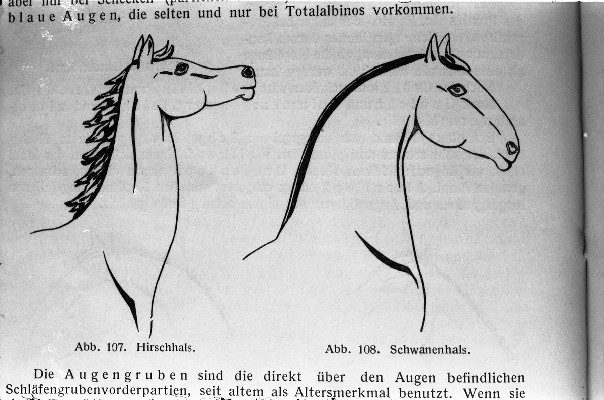 Avfotograferte hesterelaterte illustrasjoner fra ulike bøker og/eller hefter. Illustrasjonene viser både indre og ytre organer. Serie på 35 bilder.