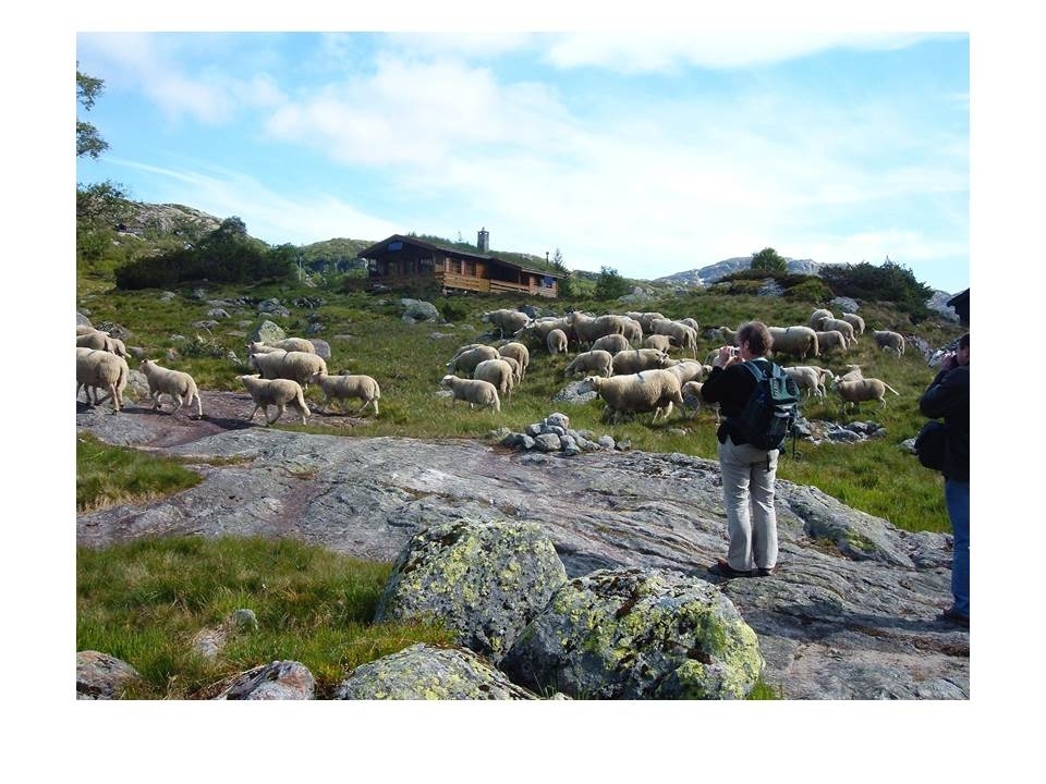 Deltakarar frå ein veterinærkongress følgjer sauer frå Øvstabødalen mot Fidjastølen.