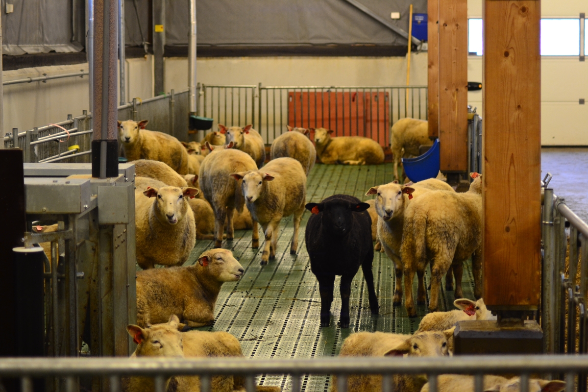 Tur for ansatte ved NMBU (Norges miljø- og biovitenskapelige universitet) til Ås for å bli kjend med NMBU og det dei arbeider med på Ås. Dei såg på sauar, geiter, kyr, fór og fóringsmaskiner.