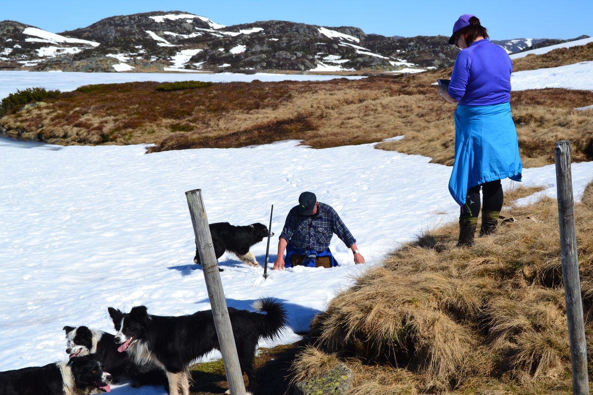 Martin Siqveland har gått igjennom råtten snø under gjerding på Flåto ved Nordre Monsvatnet i Valle.
