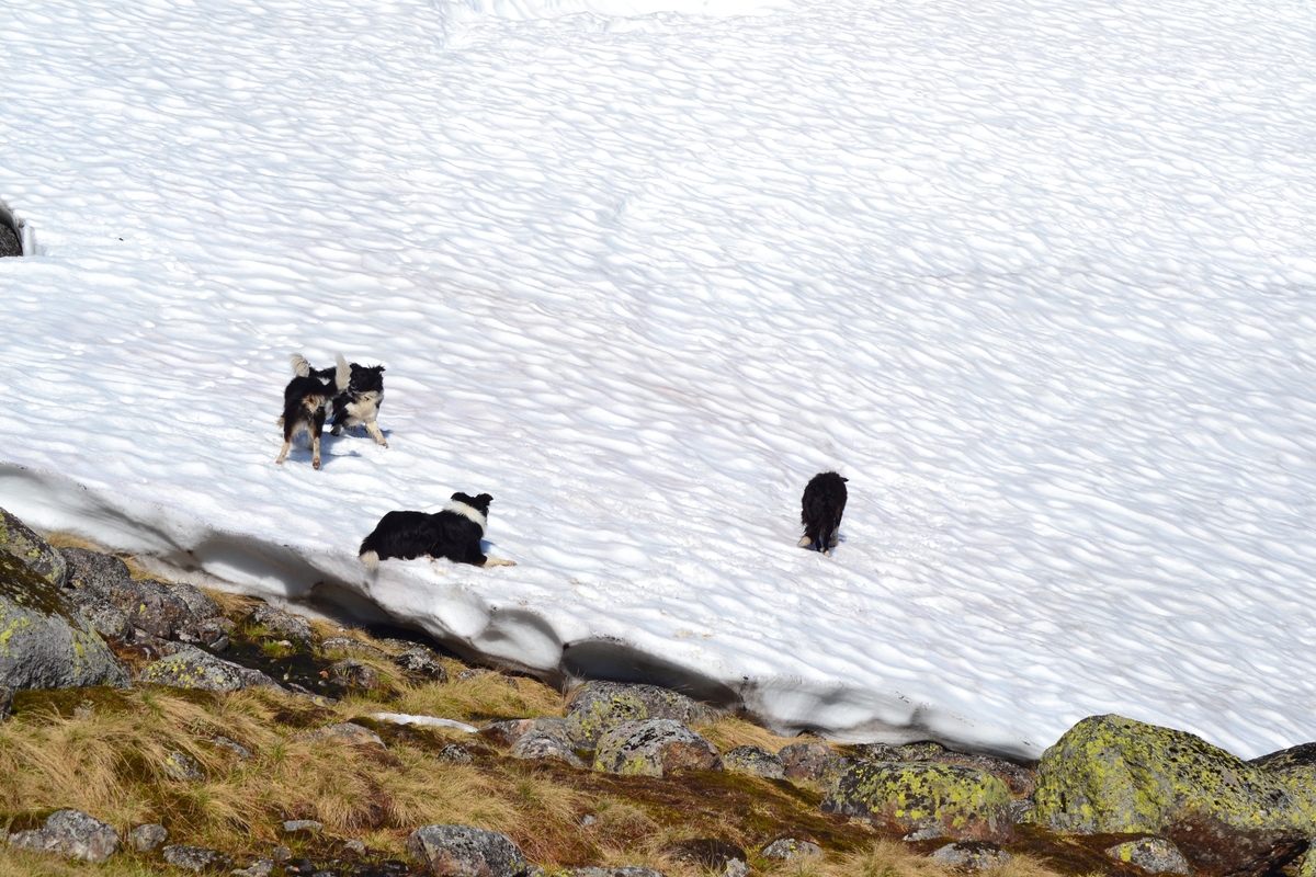 Asbjørn Haga og Aina Gjesdal med hunder på tur ein veke ved Lykkjevatnet i Langeidshei for å sjå til sauene og feriera. Dei overnatta i Lykkjehytta, tilhøyrande Jæren Smalalag.