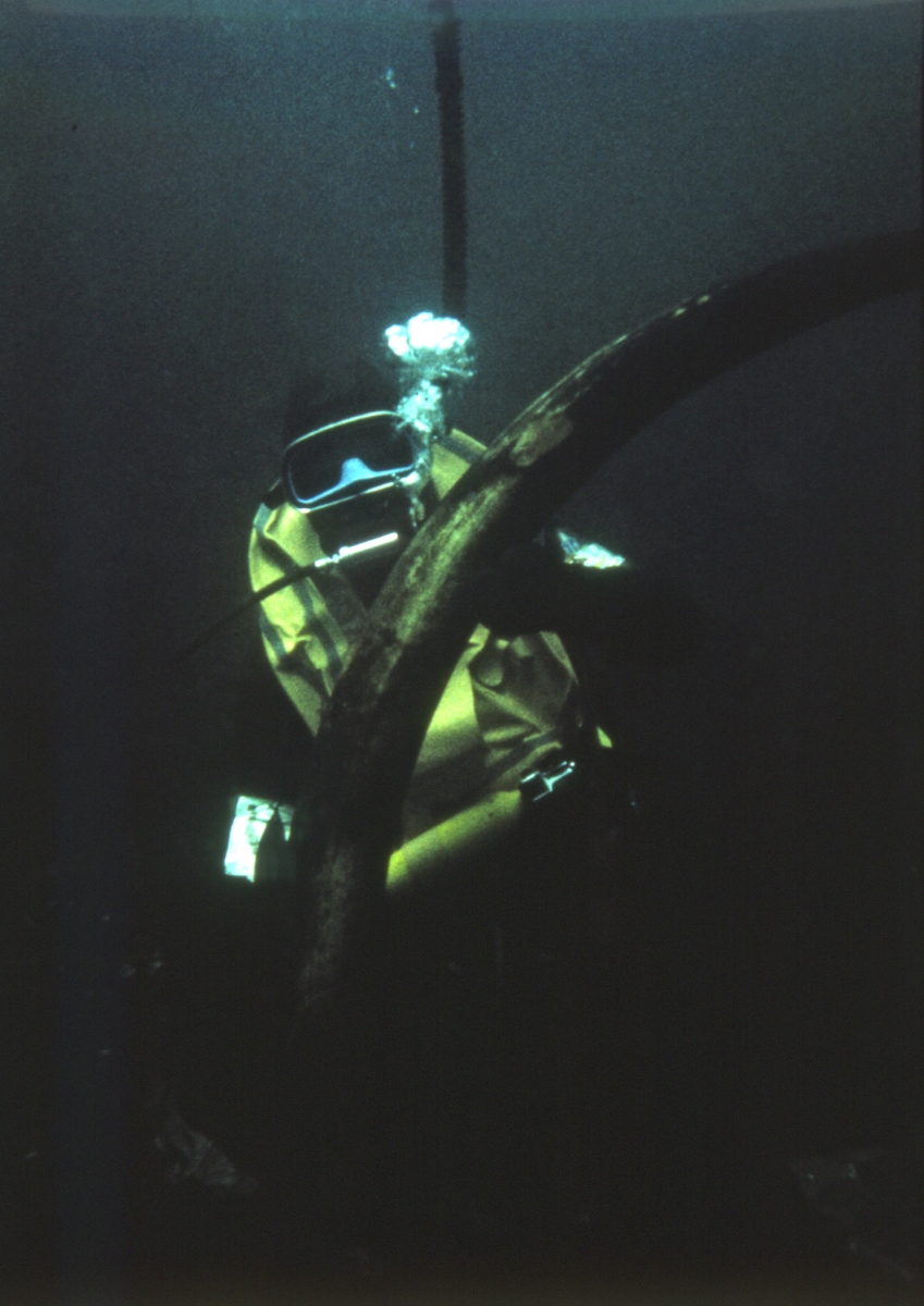 Dykker med ene elefanttann under utgravingen av slaveskipet 'Fredensborg' i 1975