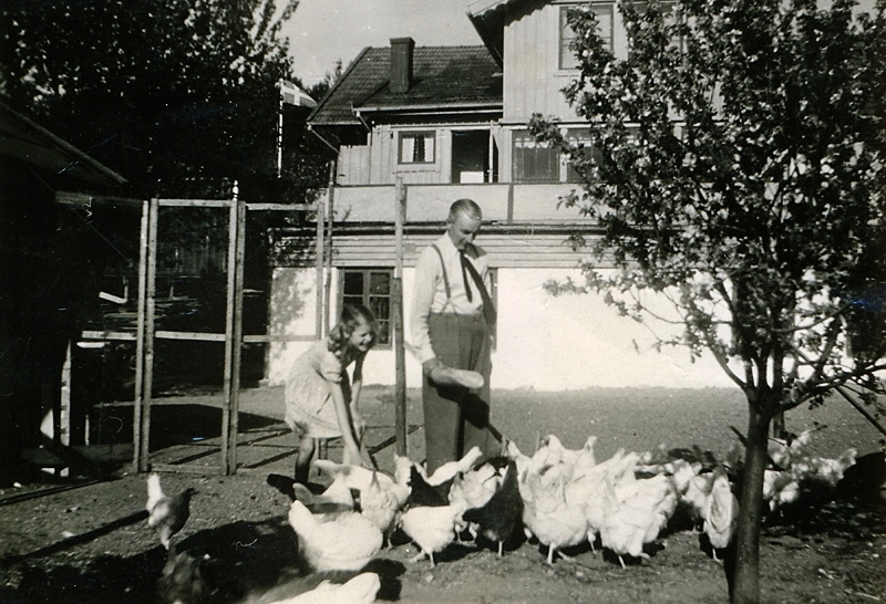 Gustav Pettersson (född 1890 i Bergum/Angered, död 1987 i Kållered) och dottern Lisbeth (1935 - 2016, gift Kårlin) matar hönor i trädgården, "Gustavsberg" Gamla Riksvägen 36 år 1948. Gustav P drev charkuteri i husets källare och hade affär i bottenvåningen.
