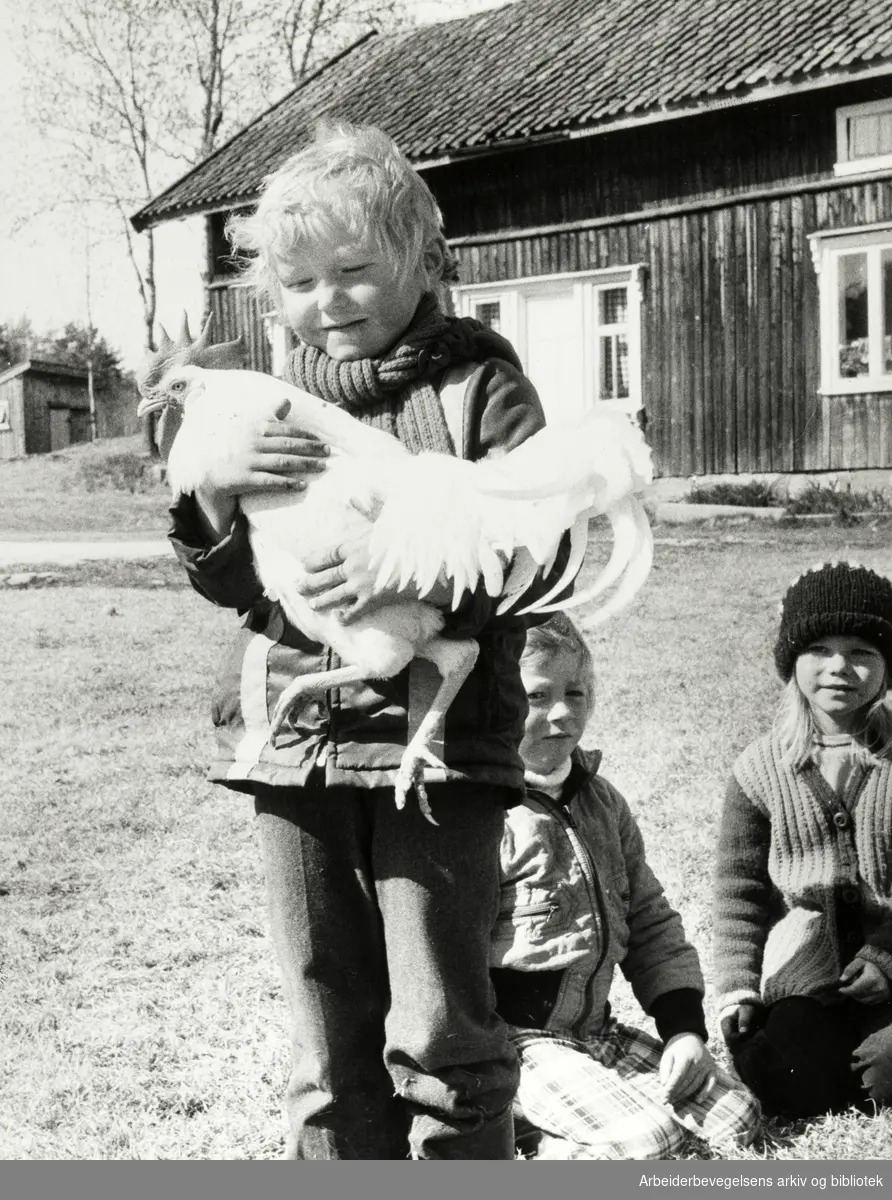 Holmlia. Søndre Ås gård. Mai 1975