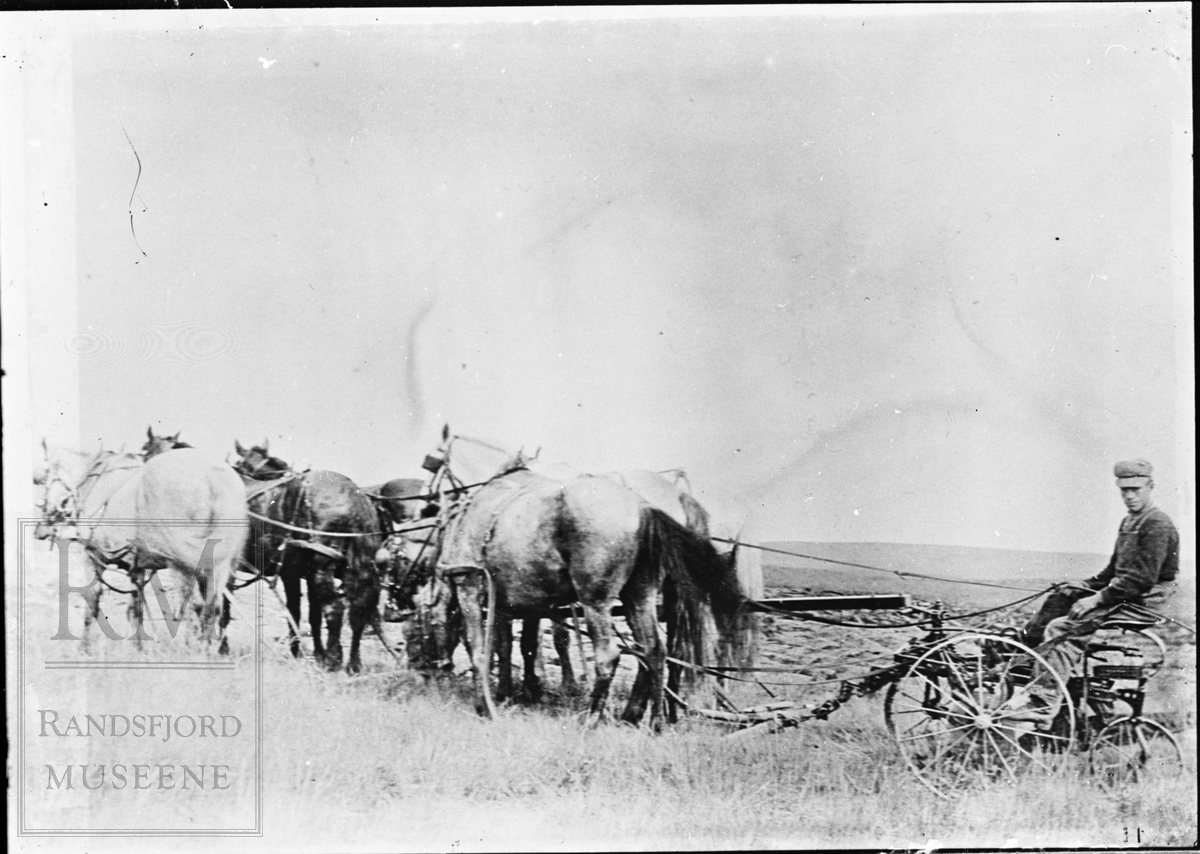 Seks hester foran en slåmaskin, med en mann oppå.