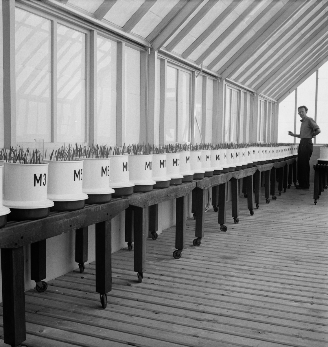 Man i växthus, Mikrobiologiska institutionen, Lantbrukshögskolan, Ultuna, Uppsala 1949