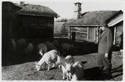 James Coward på hyttetun med beitende geiter