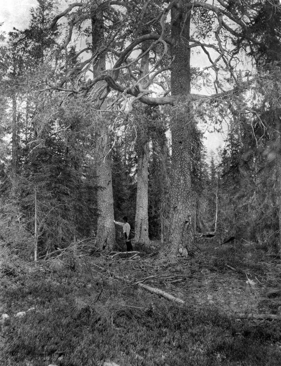 «Sem, Kam og Jafet», tre gamle furutrær i Løvåsteigen i Trysil prestegardsskog.  Trærne vokser cirka 500 meter over havet og har en diameter i brysthøyde på 1 - 1, 5 meter.  En mann står ved ett av trærne, og hans kropp danner en målestokk for trærne.  Fotografen antar at furuene må være 450 år gamle.