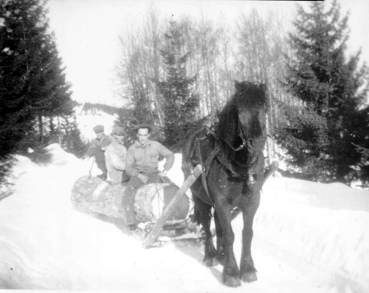 Repro: Tømmerkjøring med hest. Vinterbilde.