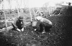 Kålplanting på Mossige i 1936.