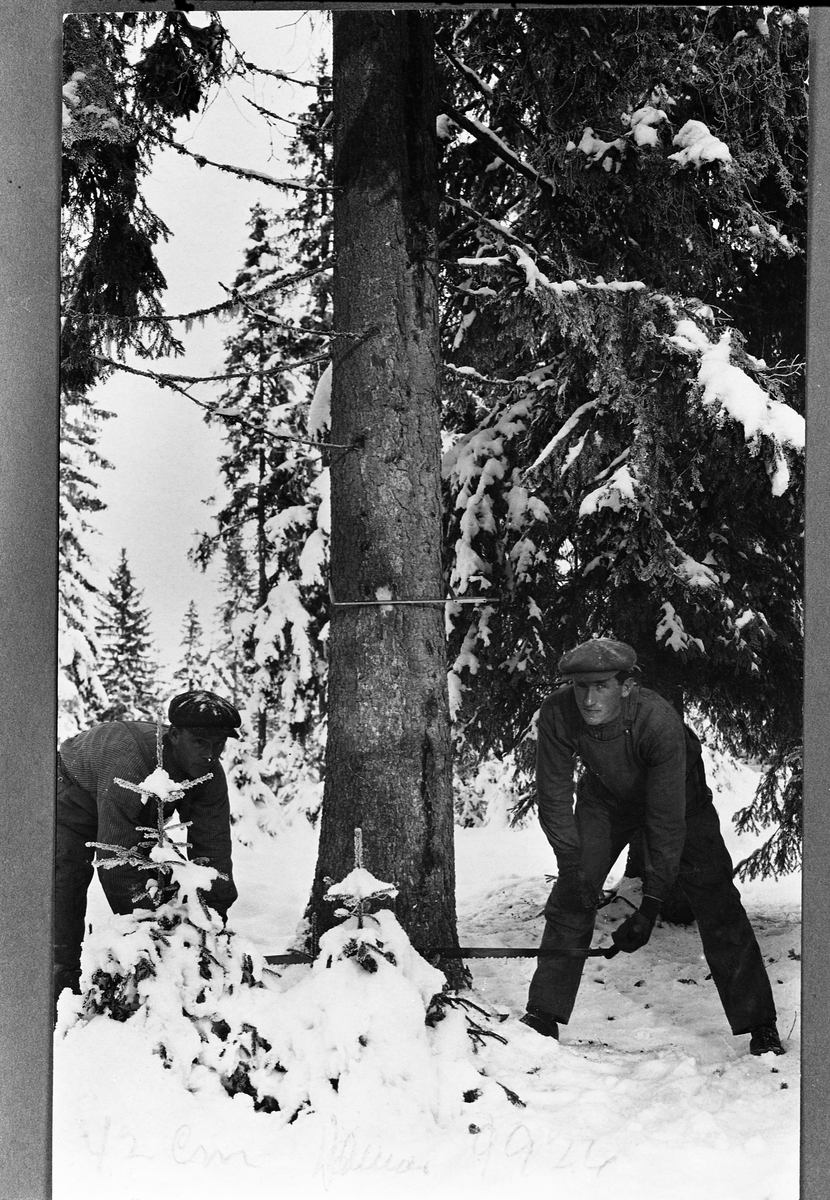 Felling av tre med stokksag. To uidentifiserte menn feller ei stor gran med stokksag. Tømmerklaven som sitter i brysthøyde, viste at diameteren på det samme punktet var 42 cm. har fotografen notert.