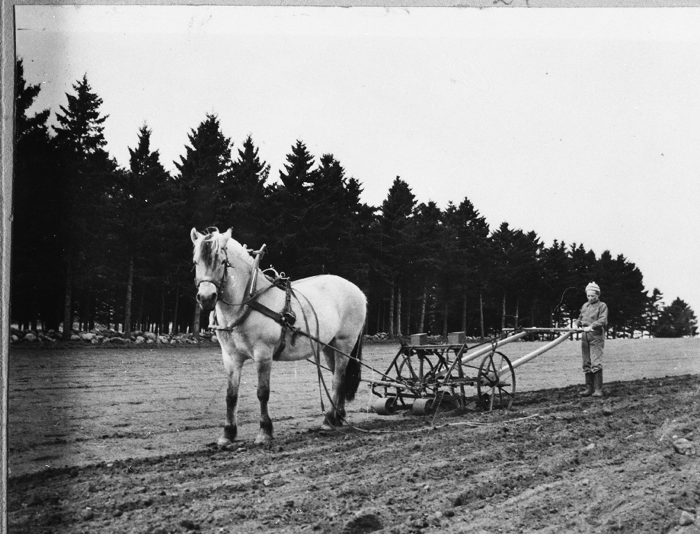 Hesten "Sylvia" dreg såmaskinen. Dei sår roer. Nils (10år) køyrer. Skogen som bles ned i 1969, sto på begge sider av riksveg 505.