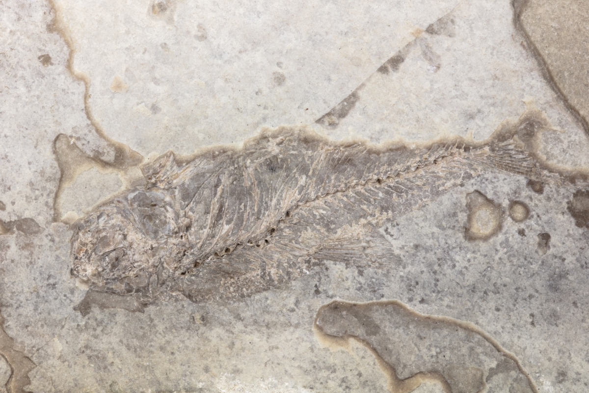 Fossil av en fisk, som är ett ryggradsdjur. Exemplaret kommer troligen från dåvarande Böhmen i Österrike-Ungern och ingår i Adolf Andersohns samling.