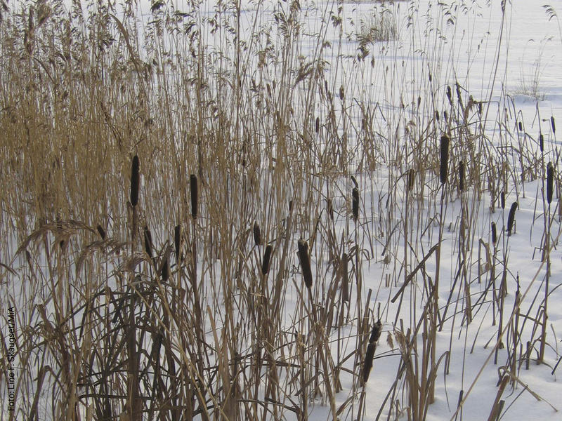 Foto av dunkjevle i vinterbakgrunn